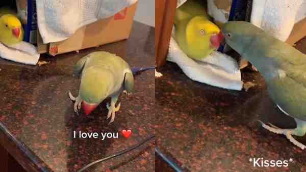 अंग्रेजी में फीमेल तोते को बोलता है 'आई लव यू'