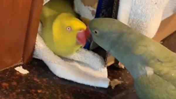 तोते के इस अंदाज पर लोगों ने लुटाया प्यार