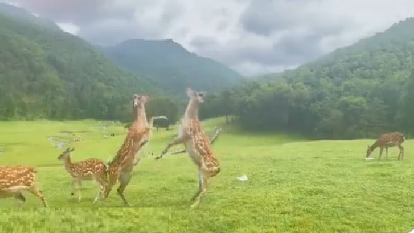 बॉक्सिंग स्टाइल में Deer Fight 
