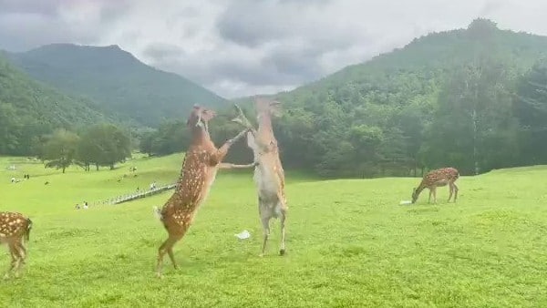 Deer Boxing का वीडियो वायरल