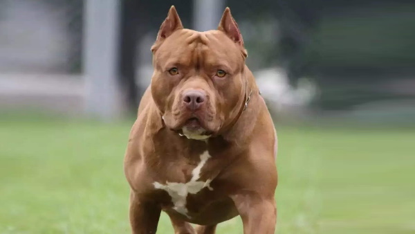 तीन महीने में डॉग अटैक के चार मामले