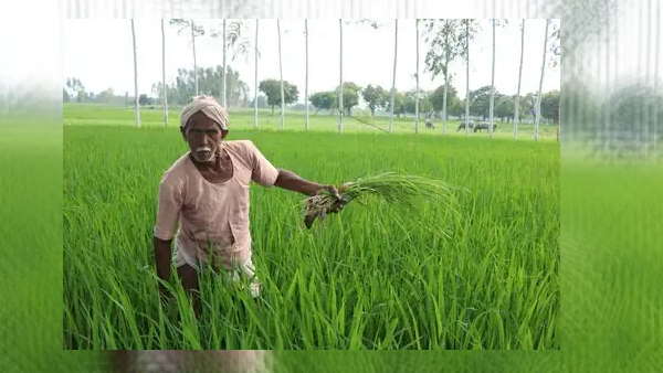 अब तक 24 लाख 18 हजार 378 किसानों का ई-केवाईसी 