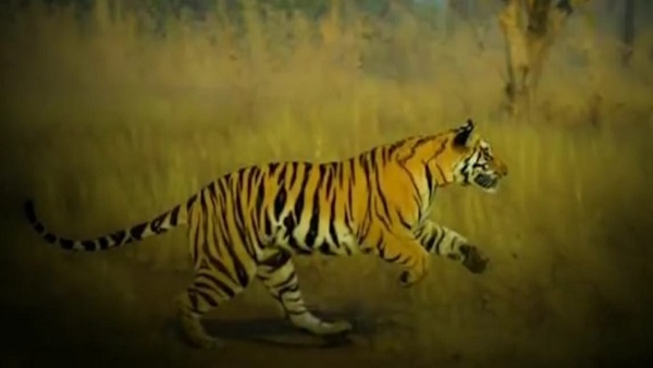 टाइगर राधा-किशन की दूसरी पीड़ी भी जवान हो चुकी है टाइगर राधा-किशन की दूसरी पीड़ी भी जवान हो चुकी है