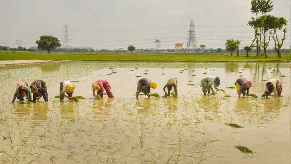 गेहूं निर्यात पर पाबंदी के बाद चावल विदेश भेजने पर सख्ती