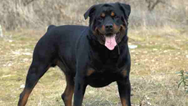 Ghaziabad News: Rottweiler dog bites man leg Ghaziabad News: Rottweiler dog bites man leg