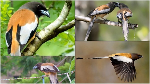 कौवा फैमिली में एक प्रजाति ऐसी भी होती है, जो रंगीन होती है