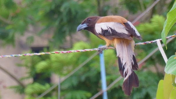 रंगीन कौवा रुफस ट्रीपी की आवाज तेज व संगीतमय होती है