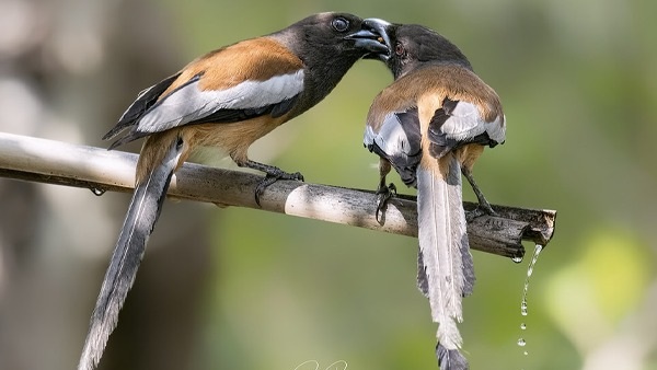 ये बुद्धिमान पक्षियों की प्रजाति में शामिल हैं