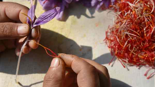 सिक्किम में केसर की खेती की सफलता दर 80%- राज्यपाल