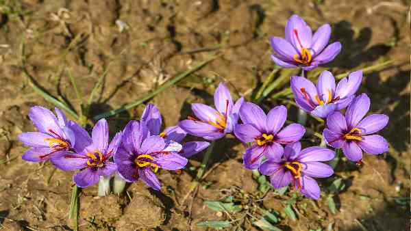 सिक्किम के किसानों को काफी फायदा होने के आसार