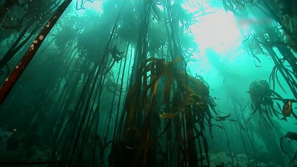 वीड और केल्प के जंगल