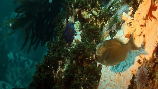 कैसे तैयार हुआ मैप?