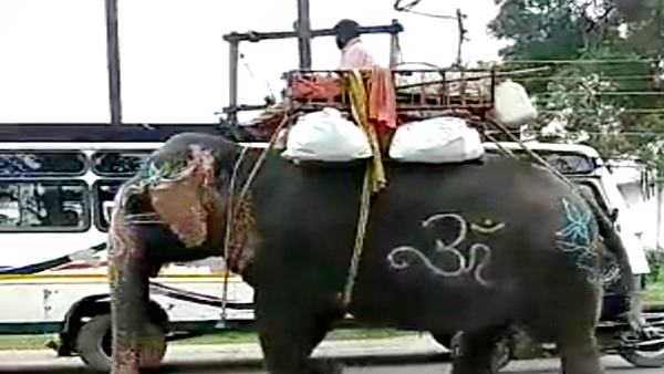 इस वजह से आगबबूला हुआ हाथी 