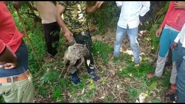 नरवर के मोहिनी सागर बांध के पास का है मामला नरवर के मोहिनी सागर बांध के पास का है मामला