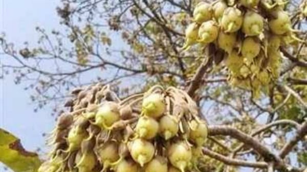 इन शर्तों पर होगी बिक्री