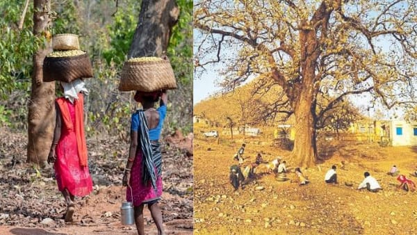 अच्छी कीमत और पोषण भी