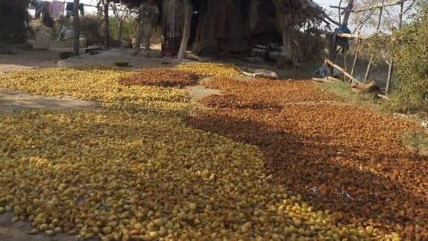 क्षितिज कुमार, डीएफओ ने दी जानकारी