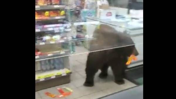 मन नहीं भरा तो वह लौटकर दोबारा आया भालू