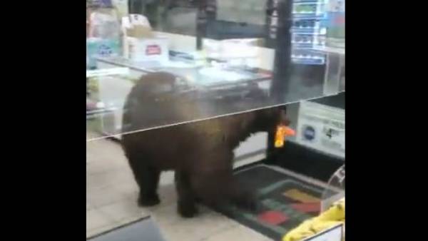 भालू कैंडी उठाकर चलता बना