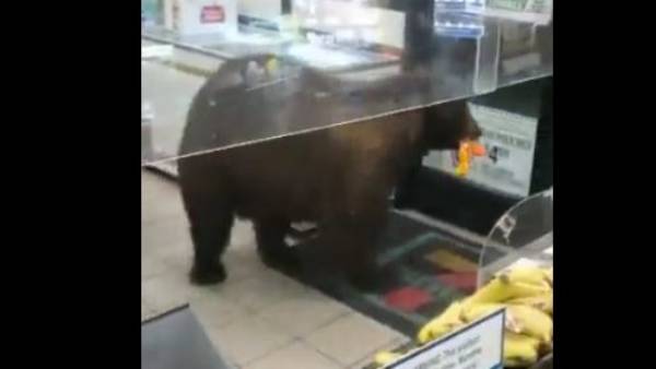 इंसानों की तरह गेट से घुसा भालू