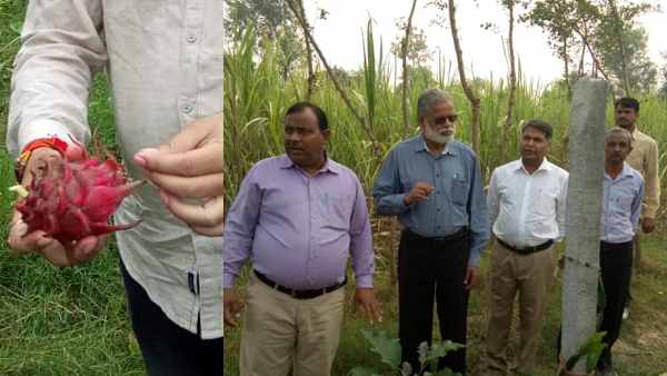 दूसरे किसान भी शुरू करेंगे ड्रैगन फ्रूट की खेती