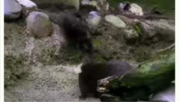 Baby Otter को देखकर बचपन याद आया