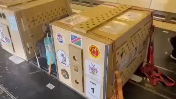 चीतों के भारत आने का फायदा