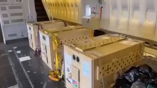 चीते विमान में कैसे रखे गए