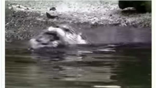Baby Otter का नटखट बर्ताव