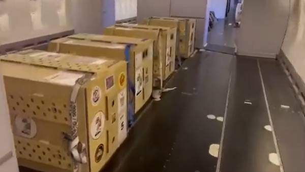 पीएम मोदी ने चीतों संग बर्थडे मनाया