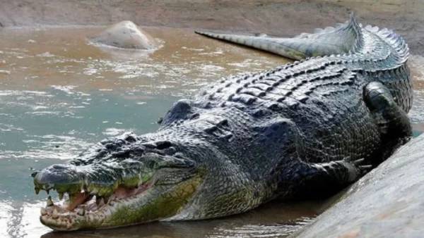 सोन कैनाल नहर में 12 फीट लंबा मगरमच्छ 