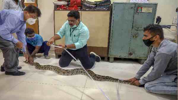 इलाज का हो रहा है असर, लेकिन अब एक ही विकल्प है बाकी