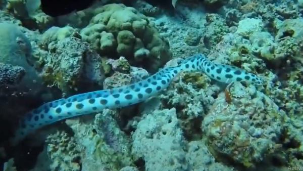 शैवाल के नीचे खुद को छिपाया