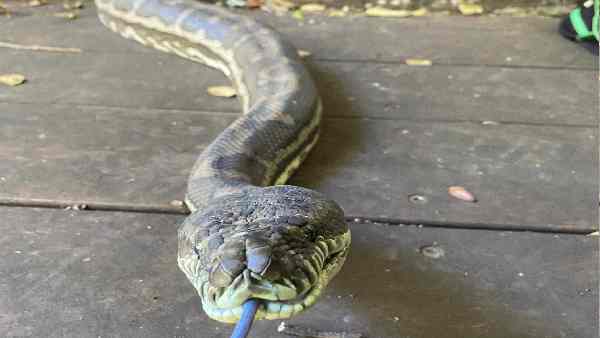 वडाला इलाके से मिला था अजगर