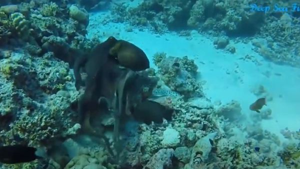 लगातार खुद को बचाता रहा सांप