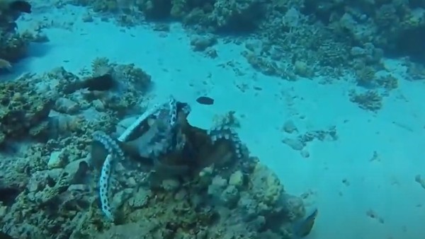 जमीन पर नहीं रह पाते समुद्री सांप