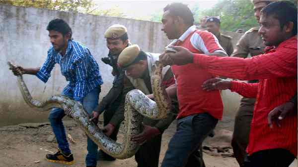 जिंदगी की जंग लड़ रहा है 10 फीट लंबा अजगर