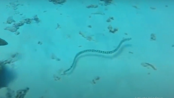 नाग से 1000 गुना ज्यादा जहरीले