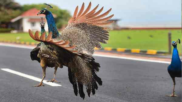 एक मोर की सर्जरी से बचाई गई है जान