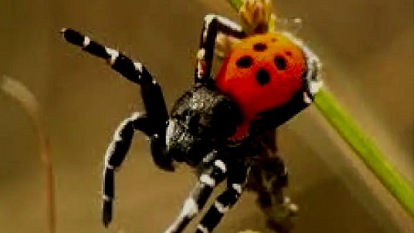 बिस्तर पर जाते ही घबरा जाती है फीबी