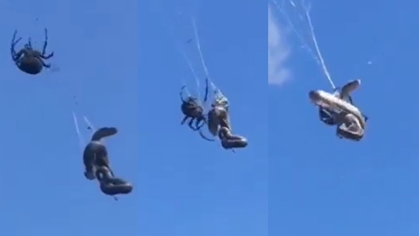 मकड़ी के शिकार के दो वीडियो वायरल