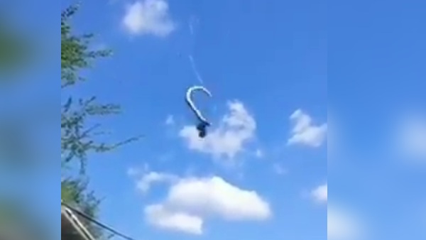 शिकारी मकड़ी ने घोंटा अजगर का दम