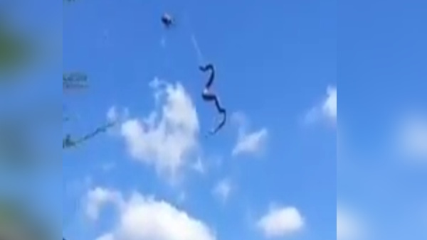 छोटी सी दिखने वाली मकड़ी ने किया अजगर का शिकार