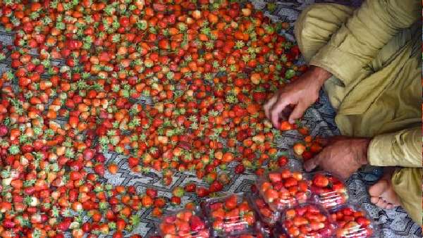 7 लाख रुपए तक की खेती से कमाई