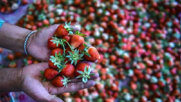 जानें जरूरी बात और फल के फायदे