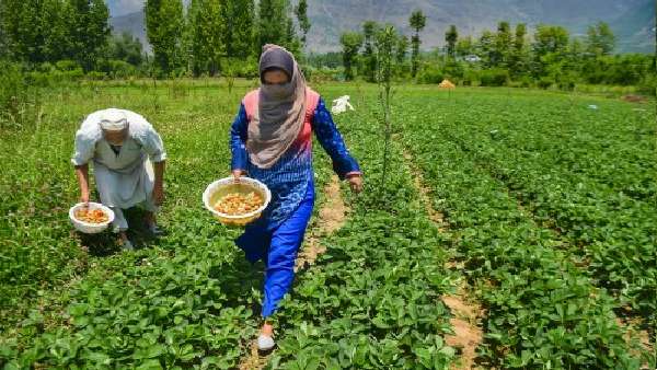 दुबई में मैनेजर की नौकरी छोड़कर खेती शुरू