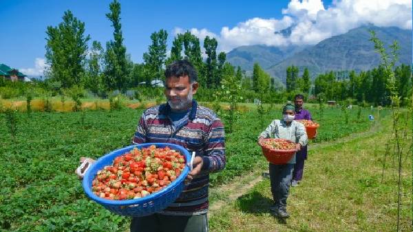 रेगिस्तान में फसल देखकर बदला इरादा