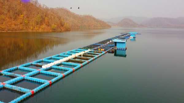 हरियाली से घिरा सुतियापाठ बांध