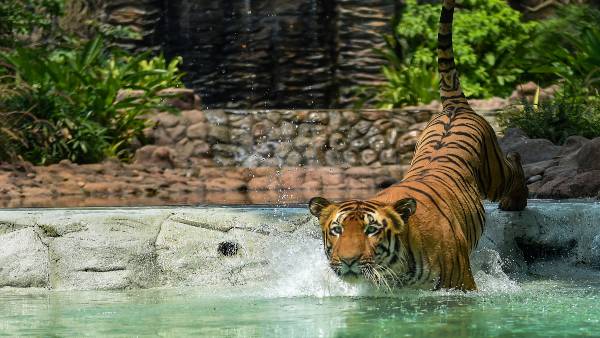 आदमखोर बाघ पर नहीं पाया जा सका है काबू