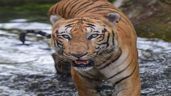 ग्रामीणों में दहशत का माहौल